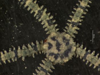 Media type: image; Invertebrate Zoology OPH-4150